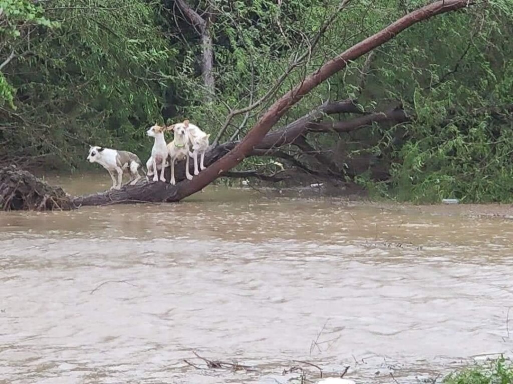 Hurricane Fiona Emergency Response
