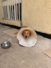 Post surgery cone of shame