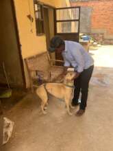 Community dog being reunited with owner post spay