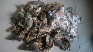 Stockfish bought for Victoria by our team