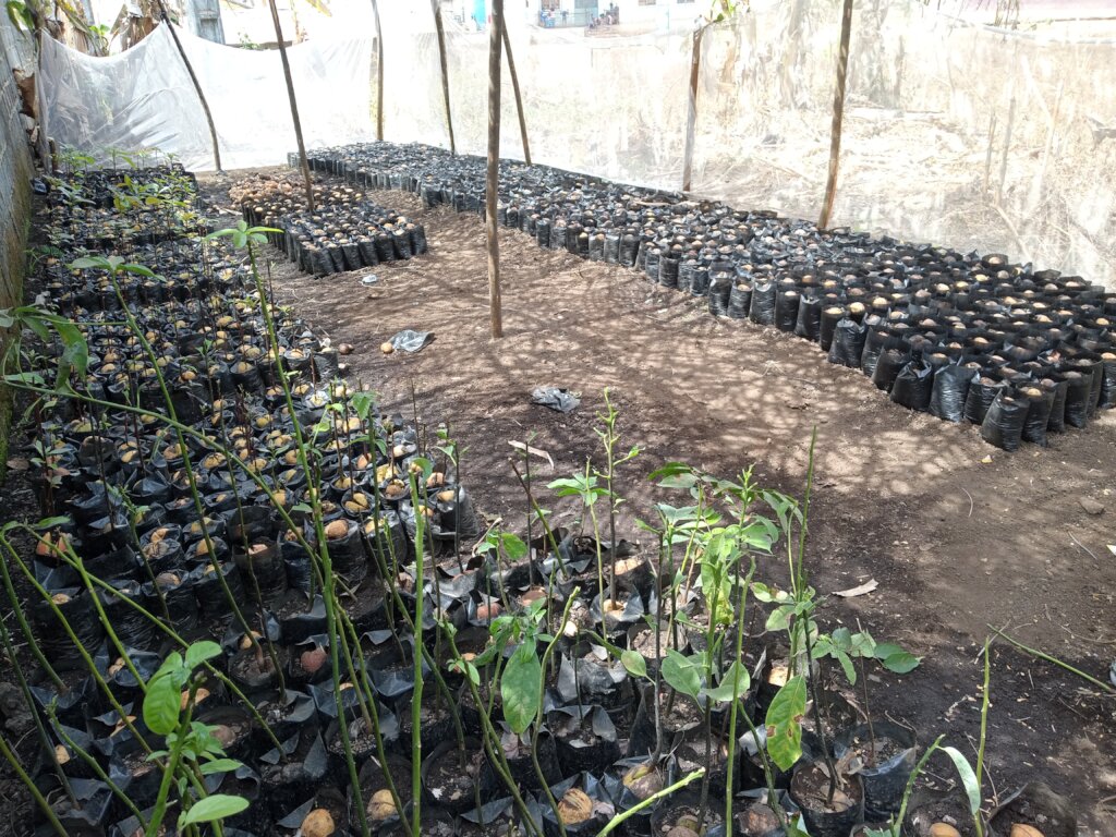Plant 25000 Agroforestry Trees in Foumban.