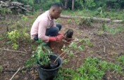 Plant 25000 Agroforestry Trees in Foumban.