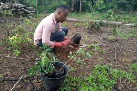Plant 25000 Agroforestry Trees in Foumban.