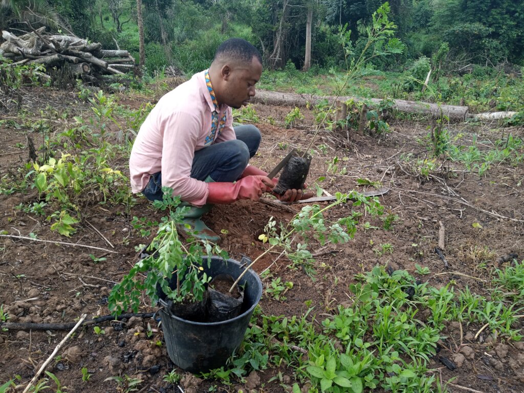 Plant 25000 Agroforestry Trees in Foumban.