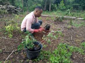 Plant 25000 Agroforestry Trees in Foumban.