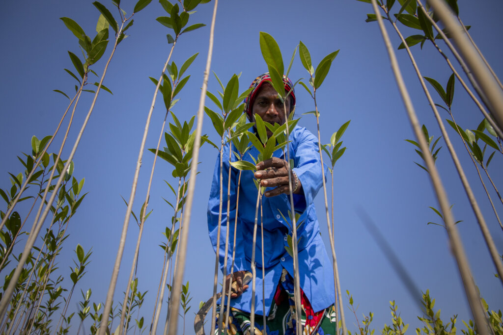DONATE A TREE: CAPTURE THE CARBON