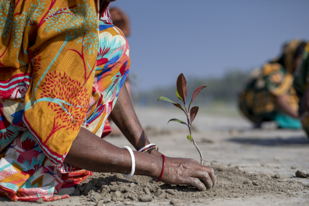 DONATE A TREE: CAPTURE THE CARBON