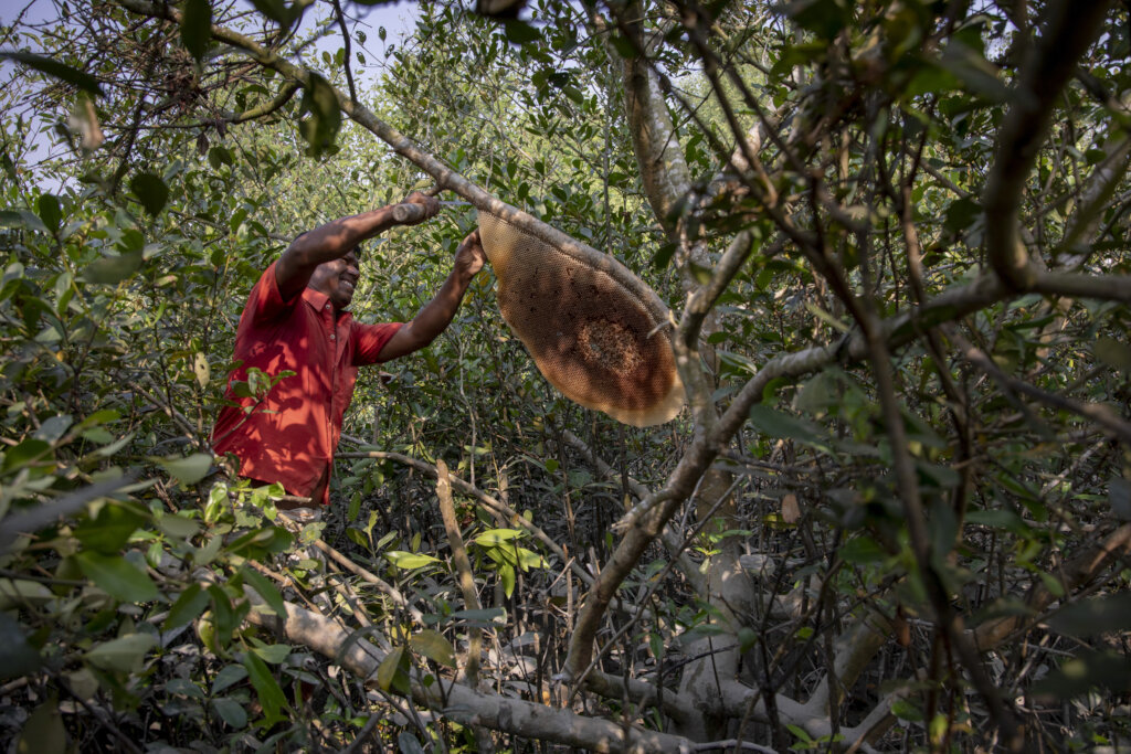 DONATE A TREE CAPTURE THE CARBON GlobalGiving