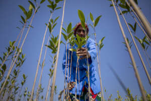 Cleaning weeds in mangrove plantation