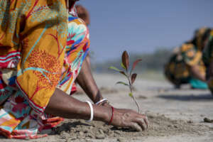Planting mangrove sapling