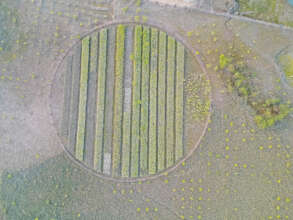 Mangrove nursery