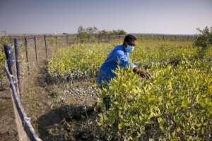 Friendship caretaker looking after the plantation