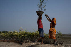 Local community participating in plantation