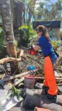 Chainsawing trees