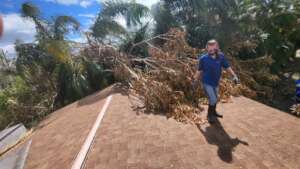 taking trees off houses