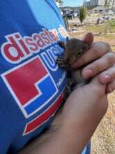 Saved baby squirrel