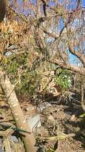 downed trees around home