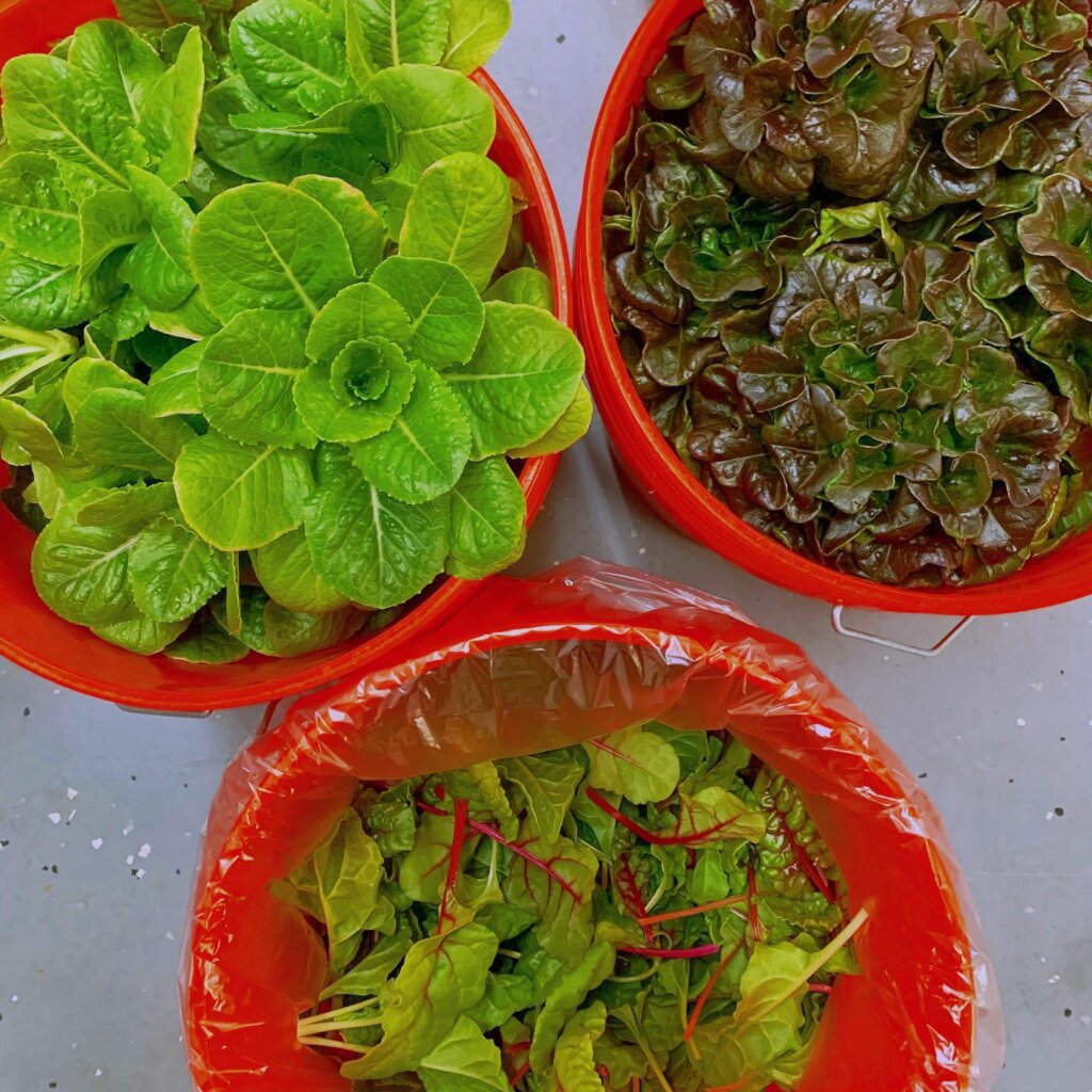 Provide Fresh Meals to Hurricane Ian Survivors