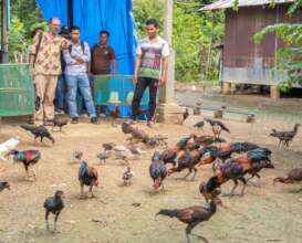 An impressive Flock already