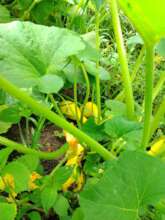 Fresh food for community!