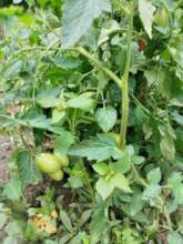Fresh food in a food desert