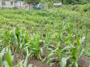 Growing a community farm