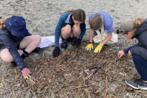 Students collecting microplastics on the beach