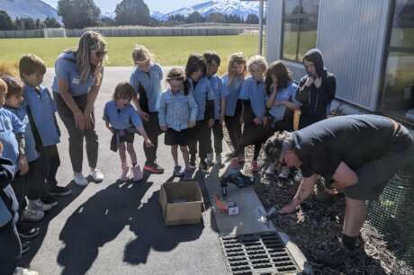Install 20 litter traps and 160 steel fish in NZ