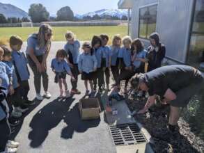 Install 20 litter traps and 160 steel fish in NZ