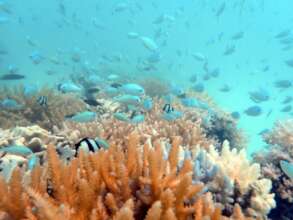 Blue and striped Kiribati fish protected nursery