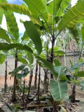 Banana garden - sewage treatment