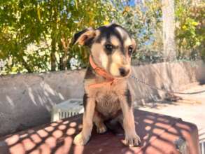 Emma ready for her forever home