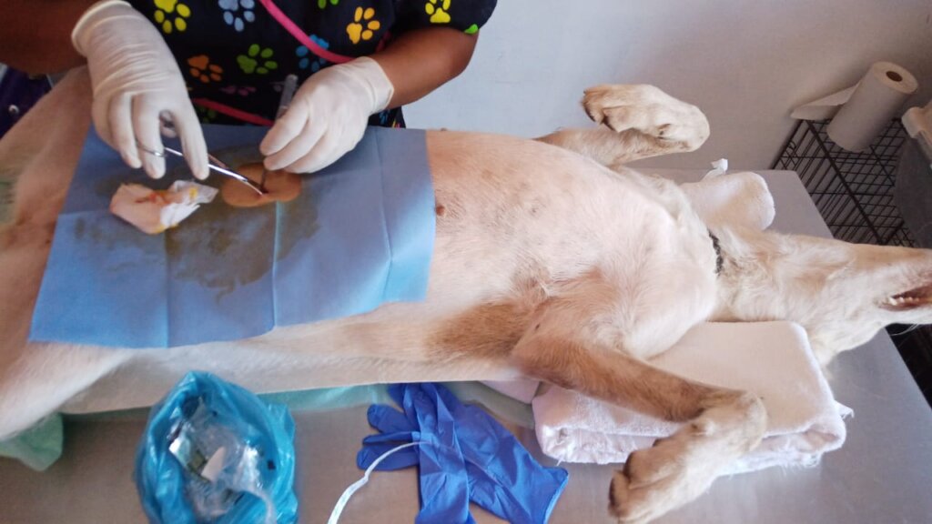 Sterilization Campaign