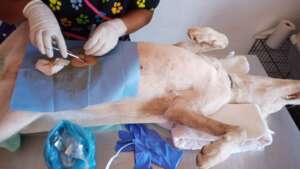 Sterilization Campaign