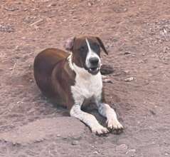 Manchas looking for a home