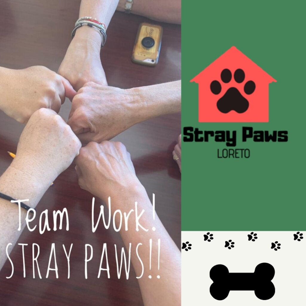 Veterinary Care and Food for Loreto Stray Dogs