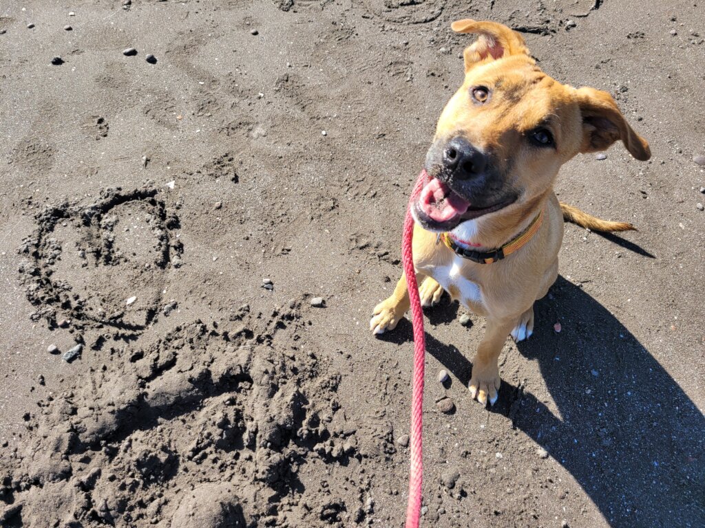 Veterinary Care and Food for Loreto Stray Dogs