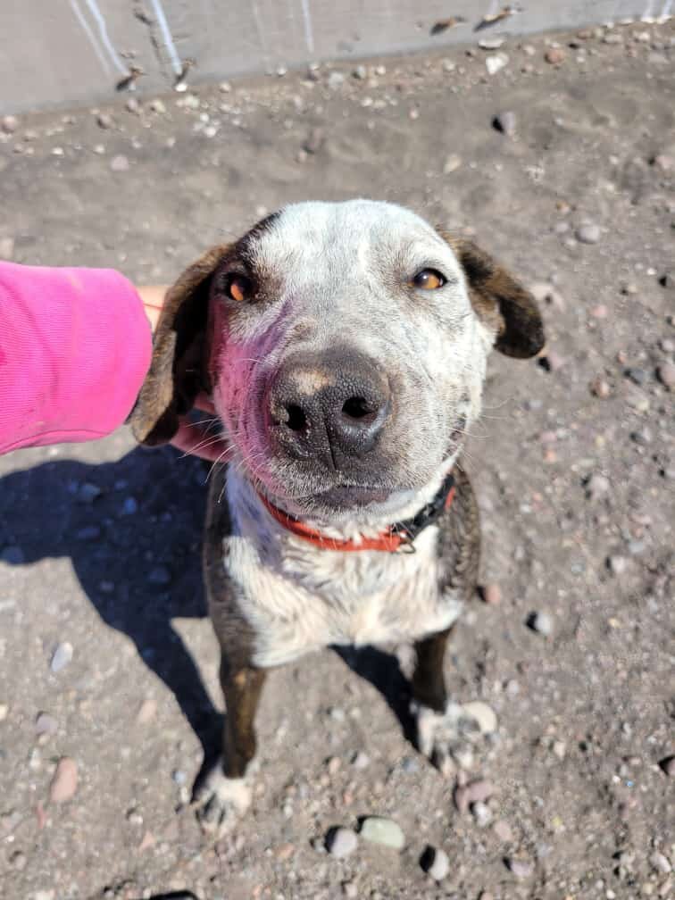 Stray Dogs Mange Dog Disease Sarcoptic Mange In Dogs PetMD