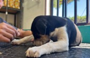 Veterinary Care and Food for Loreto Stray Dogs