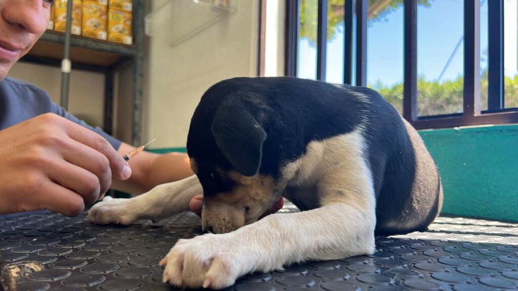 Veterinary Care and Food for Loreto Stray Dogs