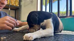 Veterinary Care and Food for Loreto Stray Dogs