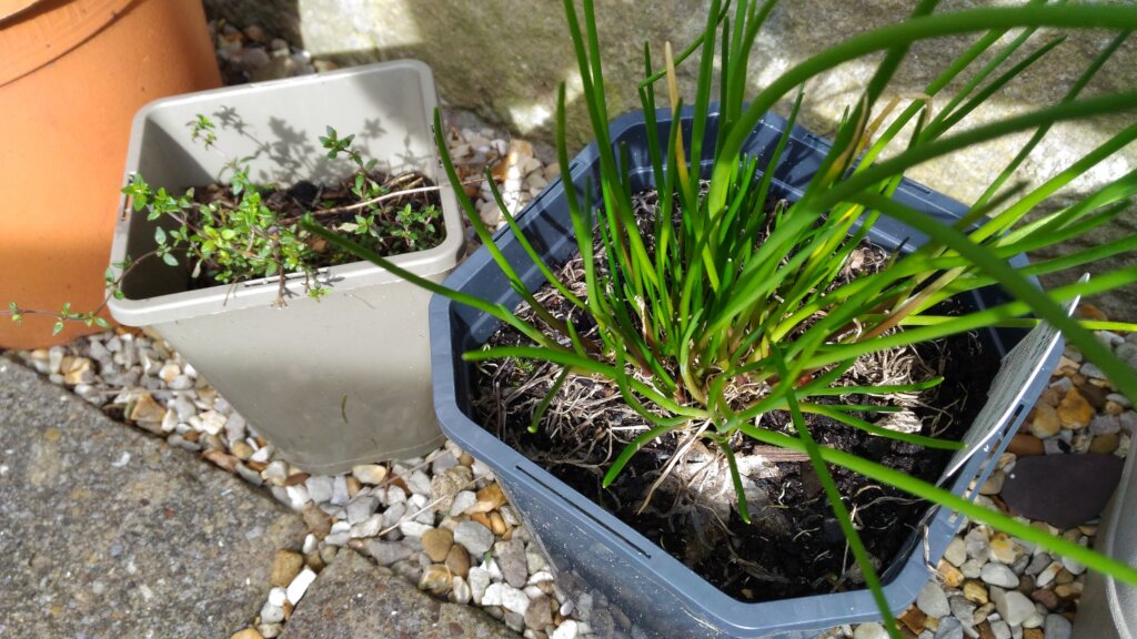 Help Afghans grow food gardens