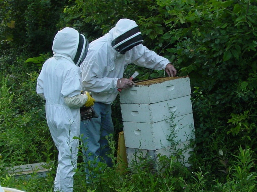 Help Afghan Women become beekeepers