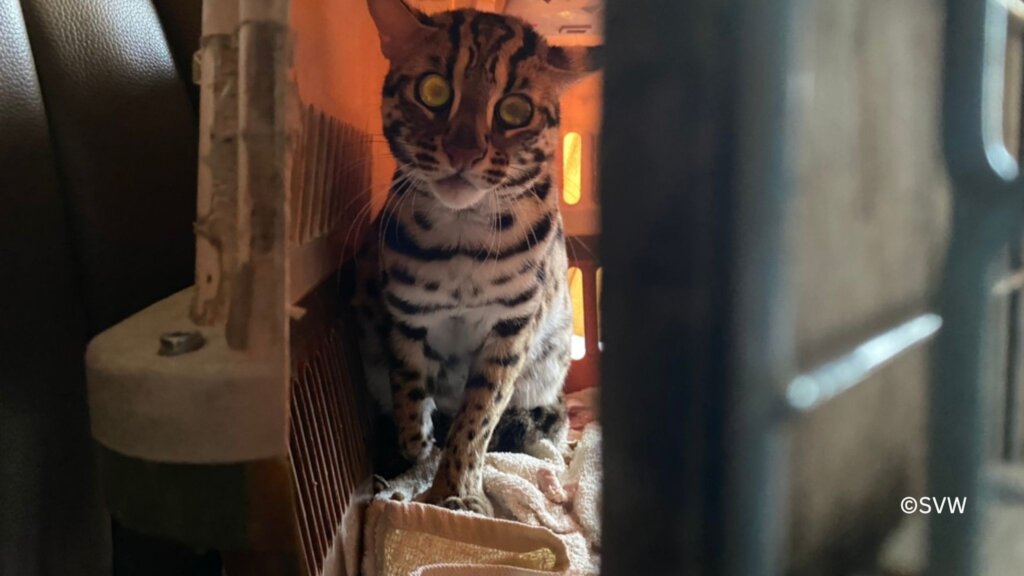 Big Cat Savannah Cat Next To Human SAVE 500 WILD ANIMALS