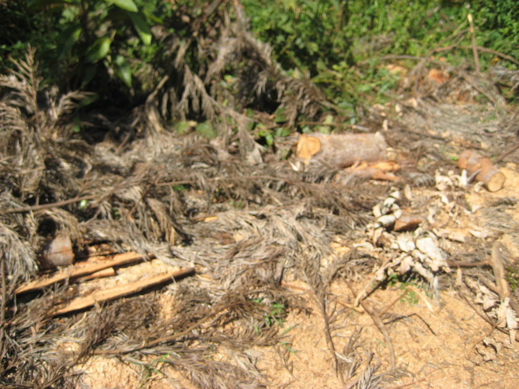 Help 200 Poor Deaf Farmers Save Trees In Kenya