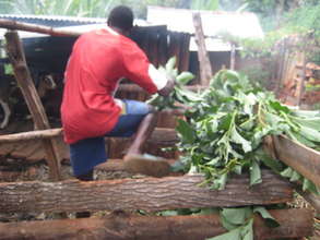 A farmer using tree branches to feed livestock