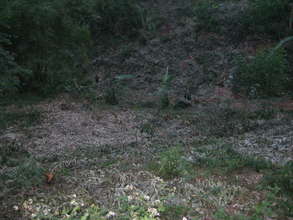 Clear land, can cause soil erosion.