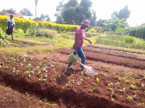 Watering of seedlings