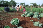 Support food security & Livelihood of 1000 Ugandan