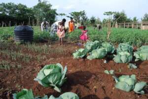 Support food security & Livelihood of 1000 Ugandan
